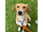 Adopt Benny a Beagle