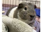 Adopt Mountain Dewy a Guinea Pig