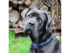 Adopt Maximus a Mastiff