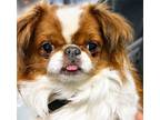 Adopt Katara a Japanese Chin