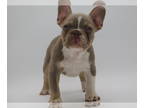 French Bulldog PUPPY FOR SALE ADN-776064 - New Shade Isabella and Tan Irish Pied