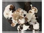 Brittany PUPPY FOR SALE ADN-776061 - 8 Beautiful AKC registered Brittany puppies
