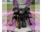 Doberman Pinscher PUPPY FOR SALE ADN-776049 - AKC Doberman Pincher