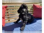 Poodle (Standard) PUPPY FOR SALE ADN-775878 - Poodle Puppies