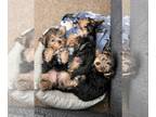 Yorkshire Terrier PUPPY FOR SALE ADN-776014 - Yorkie Pups