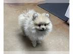 Pomeranian PUPPY FOR SALE ADN-775999 - Pomeranian Puppy