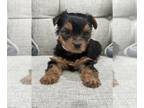 Yorkshire Terrier PUPPY FOR SALE ADN-775994 - Adorable Toy Yorkie Seeking