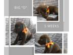 Labrador Retriever PUPPY FOR SALE ADN-775991 - AKC Chocolate Labrador Retrievers