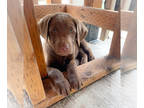 Labrador Retriever PUPPY FOR SALE ADN-775988 - Lab puppies Two girls and One boy
