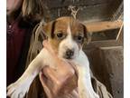 Jack Russell Terrier PUPPY FOR SALE ADN-775967 - Jack Russell Puppies