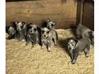 Australian Cattle Dog PUPPY FOR SALE ADN-775966 - Blue Heeler Puppies