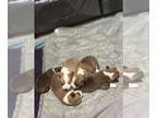 American Corgi PUPPY FOR SALE ADN-775956 - 5 corgi pups