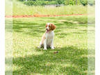 Brittany PUPPY FOR SALE ADN-775941 - Dash