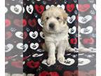 German Shepherd Dog-Great Pyrenees Mix PUPPY FOR SALE ADN-775936 - Litter for