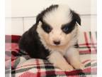 Miniature Australian Shepherd PUPPY FOR SALE ADN-775920 - Ella puppies