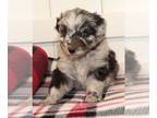 Aussiedoodle Miniature -F2 Aussiedoodle Mix PUPPY FOR SALE ADN-775918 - Thelma