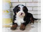 Bernedoodle (Miniature) PUPPY FOR SALE ADN-775912 - Beautiful Mini Bernedoodle