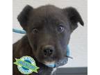 Adopt Bernard a Mixed Breed