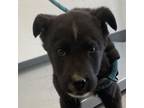 Adopt Walter a Mixed Breed