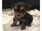 Yorkshire Terrier PUPPY FOR SALE ADN-775887 - Gorgeous TEACUP female Yorkshire