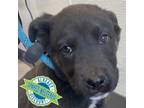 Adopt Clyde a Mixed Breed