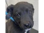 Adopt Clyde a Mixed Breed