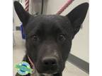 Adopt Adam a Mixed Breed