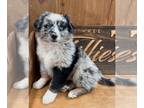 Miniature Australian Shepherd PUPPY FOR SALE ADN-775828 - Blue Merles