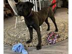 Presa Canario PUPPY FOR SALE ADN-775822 - Peaches is a super sweet Presa Canario