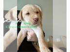 Labrador Retriever PUPPY FOR SALE ADN-775819 - AKC Yellow lab puppies