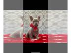 French Bulldog PUPPY FOR SALE ADN-775807 - Isabella Tan Frenchie