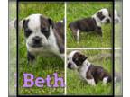 Olde English Bulldogge PUPPY FOR SALE ADN-775798 - Olde English Bulldogge