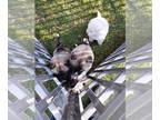 Akita-Siberian Husky Mix PUPPY FOR SALE ADN-776075 - Fourth litter