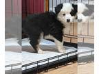 Miniature American Shepherd PUPPY FOR SALE ADN-776074 - Black tri mini aussie