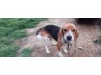 Adopt Drew a Beagle