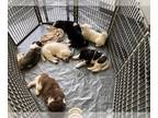 Akita PUPPY FOR SALE ADN-776031 - Pure Bred Akita Puppies