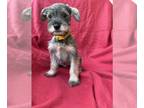 Schnauzer (Miniature) PUPPY FOR SALE ADN-775937 - Miniature Schnauzer Pups