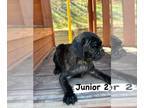 Pug PUPPY FOR SALE ADN-775935 - PUG Puppie at Woodbridge VA