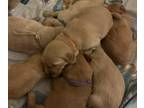 Golden Retriever PUPPY FOR SALE ADN-776072 - Golden Retriever Puppies