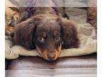 Dachshund PUPPY FOR SALE ADN-776052 - Longhair dachshund puppy