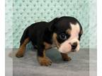 Bulldog PUPPY FOR SALE ADN-776048 - AKC English Bulldog