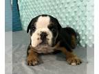 Bulldog PUPPY FOR SALE ADN-776047 - AKC English Bulldog