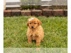 Goldendoodle (Miniature) PUPPY FOR SALE ADN-776026 - Mini Goldendoodle puppy in