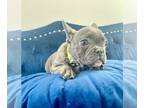 French Bulldog PUPPY FOR SALE ADN-776023 - BLUE BRINDLE