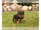Yorkshire Terrier PUPPY FOR SALE ADN-776013 - AKC Yorkie puppy in Indiana