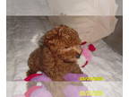 Poodle (Toy) PUPPY FOR SALE ADN-776009 - Poodle Puppy Female Red Purebred