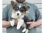 American Corgi PUPPY FOR SALE ADN-775995 - Bluie Corgi Puppies