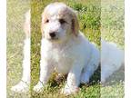 Goldendoodle-Poodle (Standard) Mix PUPPY FOR SALE ADN-775982 - Goldendoodle