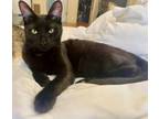 Adopt Charcoal a Domestic Short Hair