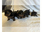 Yorkshire Terrier PUPPY FOR SALE ADN-775974 - Yorkshire Terrier puppies